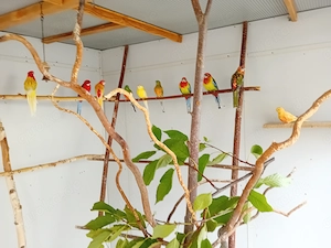 Junge Rosellas