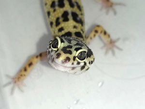 Leopardgecko Bold Jungle Weibchen