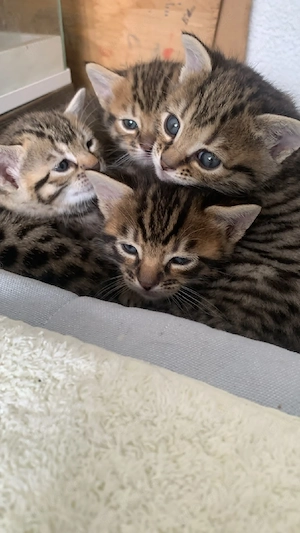 Bengal Kitten Katzenbabys Mix Katze Kater