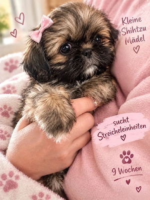 Kleine Shih-Tzu-Dame sucht ihr liebevolles Zuhause .