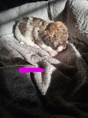 Maltipoo Welpen suchen ihr neues Zuhause 