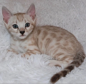 Erwachsene Bengalkatze, kastriert mit Stammbaum, in liebevolle Hände abzugeben