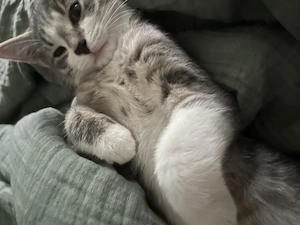 Kitten 12 Wochen - geimpft, entwurmt 