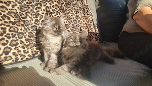 Britisch langhaar Katzenbabys
