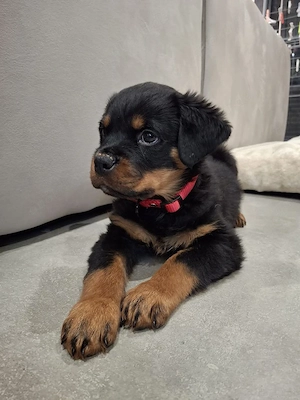 Rottweiler-Welpen zu verkaufen. Kontakt per WhatsApp: 1633494351