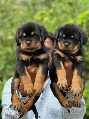 Rottweiler-Welpen zu verkaufen. Kontakt per WhatsApp: 1633494351
