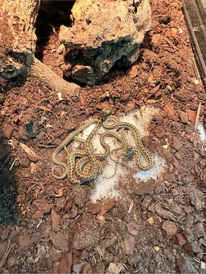 Thamnophis Marcianus CB 09.26