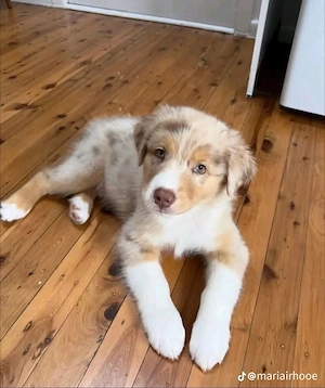 Entzückende männliche und weibliche Australian-Shepherd-Welpen zu vergeben. 