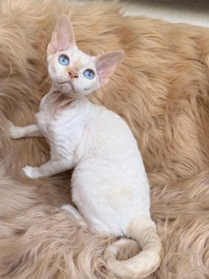 Devon Rex Kitten Abholbereit nur noch zwei Kitten 