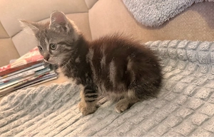 katzen mädchen abzugeben 