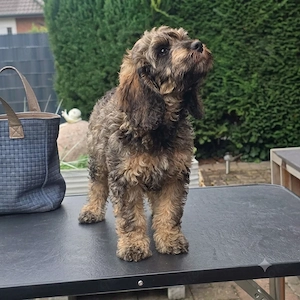Cockapoo Welpen Rüden in blue merle, Rarität auch kurzhaar und sable