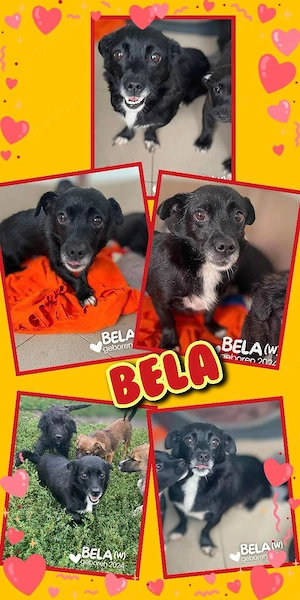 kleine, liebe, menschenbezogene, junge, wunderschöne Hündin "Bela" sucht ein liebevolles Zuhause