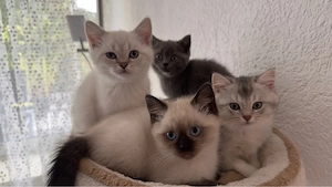 BKH Kitten