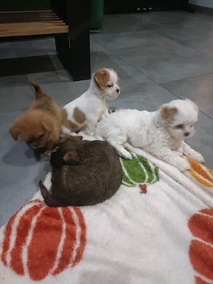 Shih Tzu - Zwergpinscher Welpen 