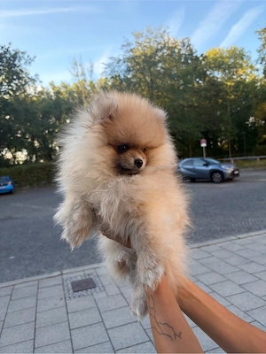 Baby Face Pomeranian Welpe