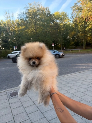 Baby Face Pomeranian Welpe