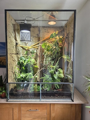 Rotkehlanolis im Terrarium 