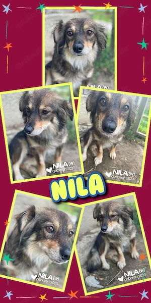 sanfte, sehr liebe, menschenbezogene, wunderschöne, kleine Hündin "Nila" sucht ein Zuhause