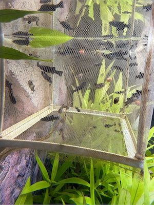 Black Mollys 