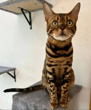 bengal deckkater 