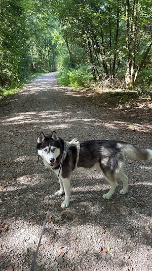 Husky-Rüde mit blauen Augen