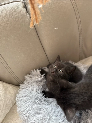 BKH Kitten 