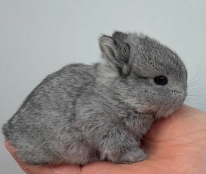 Kleinbleibende Farbenzwerg Zwergkaninchen Kaninchen Minizwerge Häsin Rammler Babys Hase Emsdetten