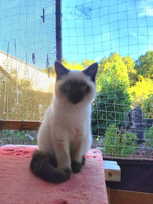 BKH-Katze in der Farbe Blue Point (mit weißen Abzeichen) Abgabe bereit. 
