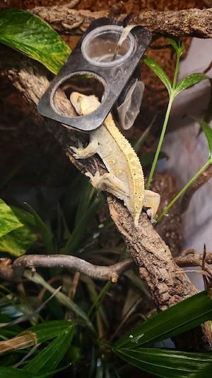 Kronegecko 0.0.1