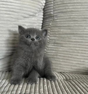 Britisch Kurz Haar Kitten