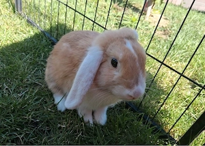 Suche kastrierten Rammler für meine Häsin Lola