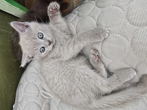 BKH Kitten abgabebereit sucht neues zu Hause