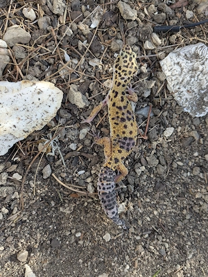 Leopardgecko Weibchen
