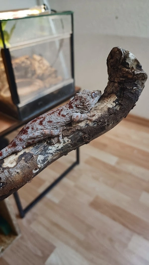 Höckerkopfgecko 1.0.0