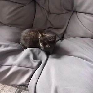 Schildped katze 