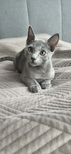 Russisch Blau Kater sucht liebevolles Zuhause