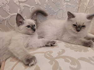 Ragdoll-kitten suchen neues Heim!
