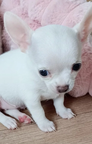 Reinrassige Chihuahua Welpen 