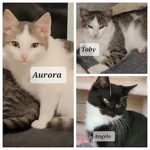Aurora, Angelo und Toby