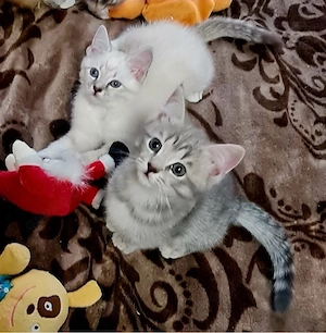 ragdoll bkh kitten 