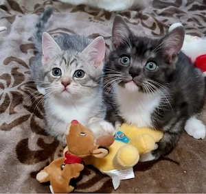 bkh ragdol kitten