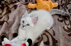 britisch Kurzhaar Ragdoll kitten