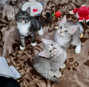 ragdoll bkh kitten