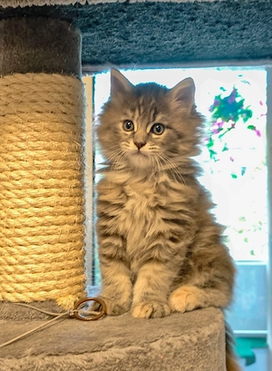 Reinrassige Main Coon Kätzchen 