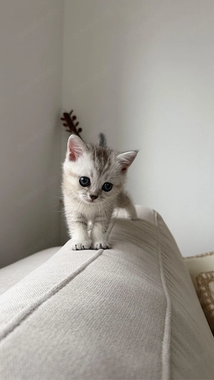 bkh   british kurzhaar katze   kater 
