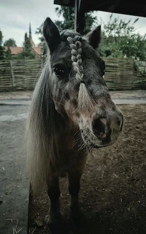 schicker Mini Hengst