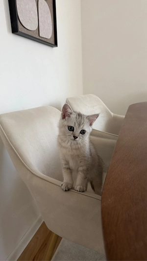 2 Bkh Kitten   British Kurzhaar Kater   Katze