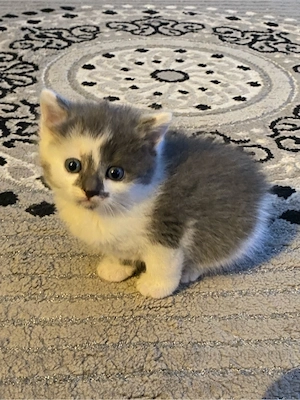 Baby katzen 