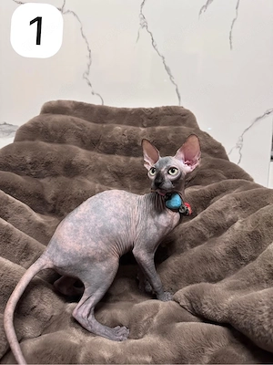 Sphynx Kitten 