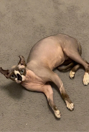 Sphynx Elf Katze Bella